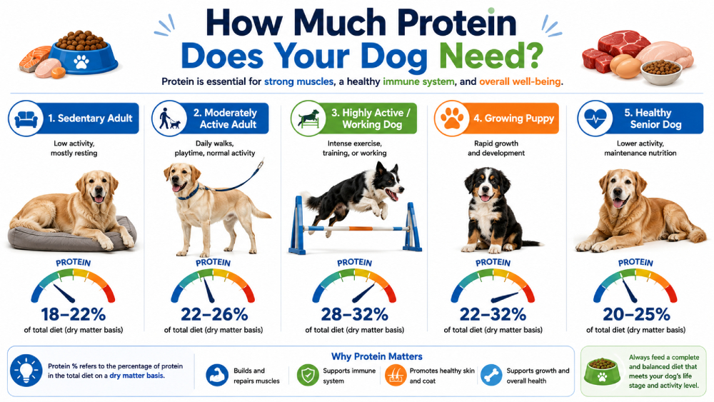 protein needs for every dog